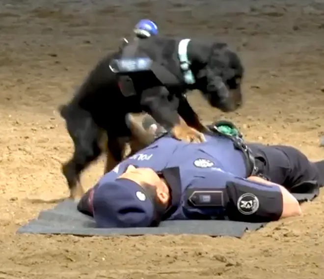 Police dog performs CPR on handler