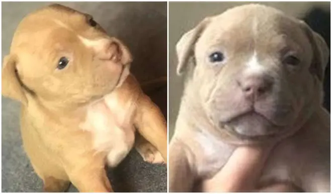 Six puppies are missing after being stolen from their home in Rochester, Kent