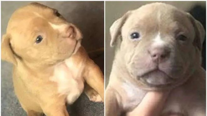 Six puppies are missing after being stolen from their home in Rochester, Kent