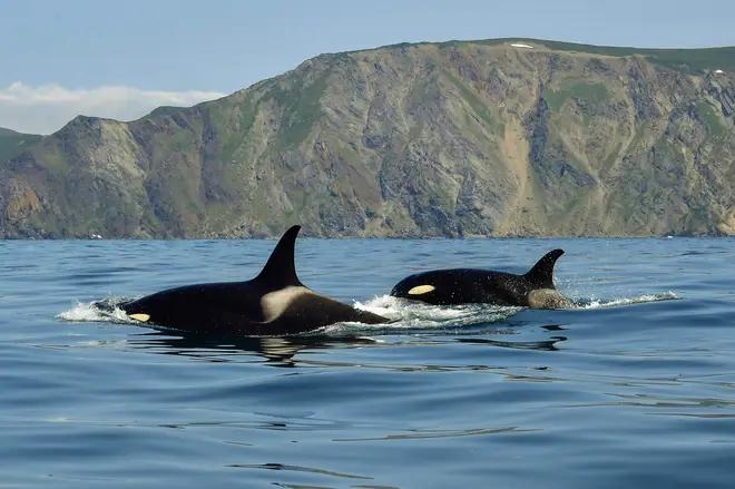 Grandmother killer whales increase the survival rates of their grandchildren, the study says
