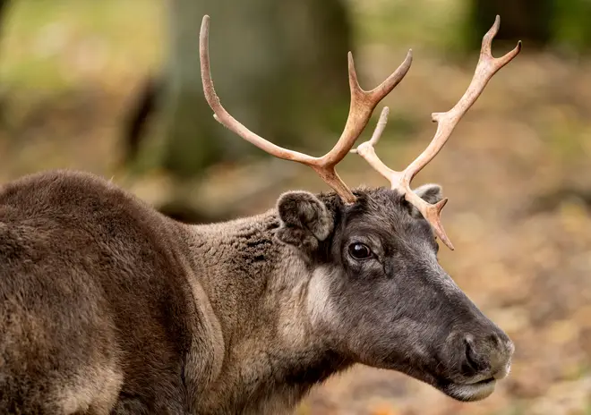 Bromley police have said there are reports of a reindeer on the loose