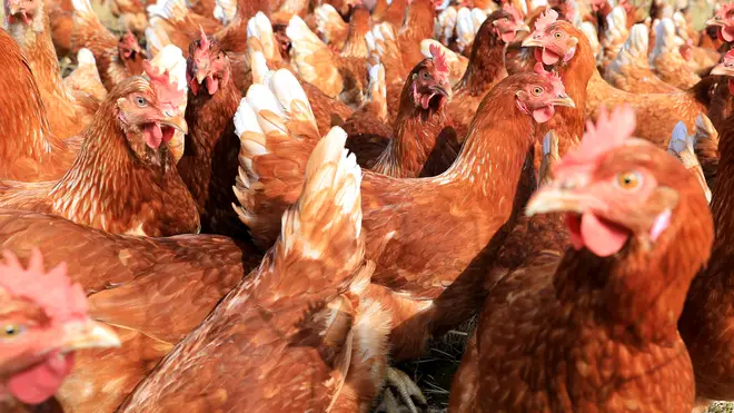 Around 27,000 chickens will be culled