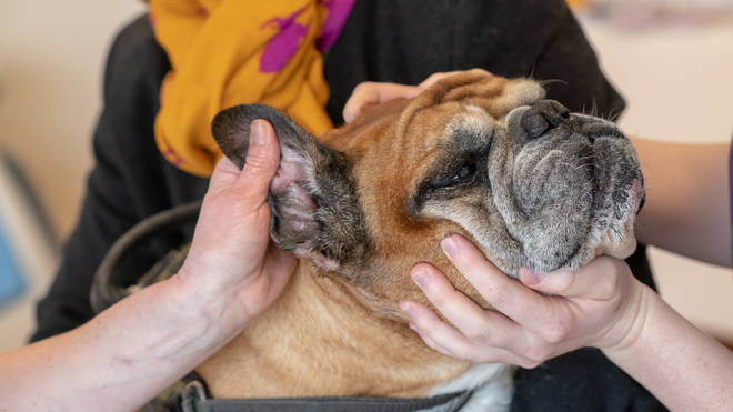 A dog's ears being examined