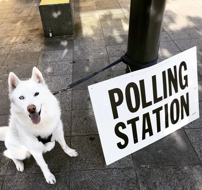 This husky in London almost blended in with the sign for the polling station