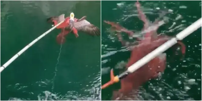The eagle and octopus were embroiled in an battle before the crew stepped in