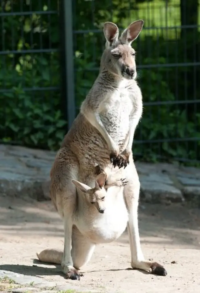 A kangaroo with a baby, called a joey, in its pouch