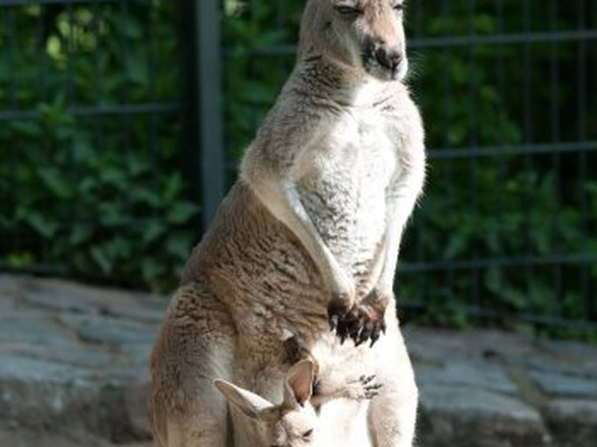 Why Is A Baby Kangaroo Called A Joey? - LBC