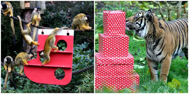 Christmas has come early for London Zoo animals