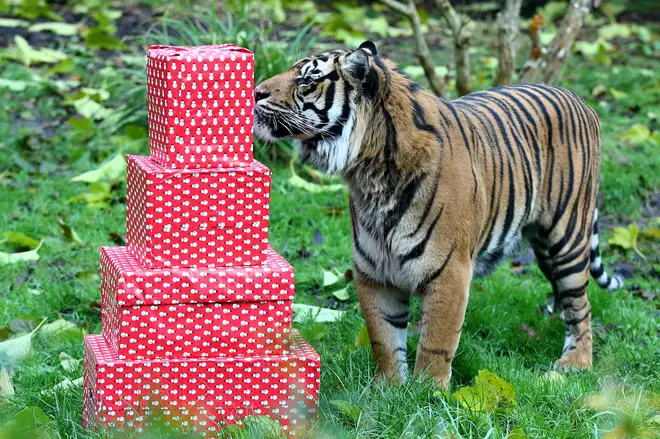 umatran tiger Asim investigates festive treats of turkey wings at ZSL London Zoo