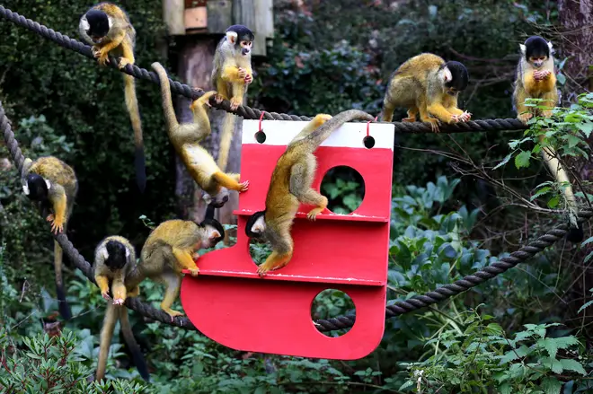 The zoo’s troop of Bolivian black-capped squirrel monkeys were given a climbing frame