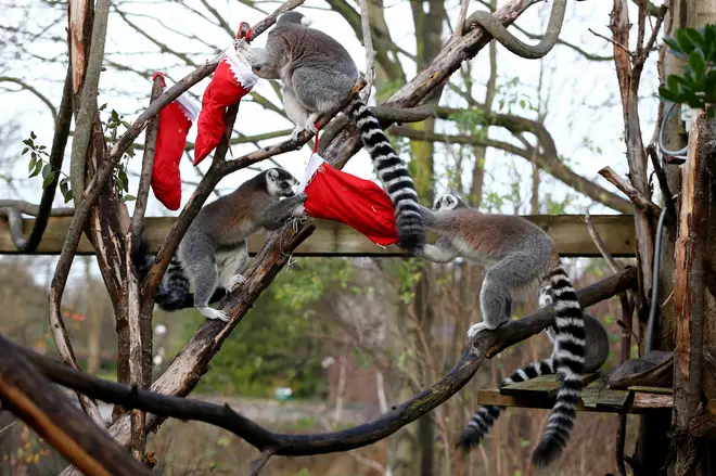 The ring-tailed lemurs had a great time