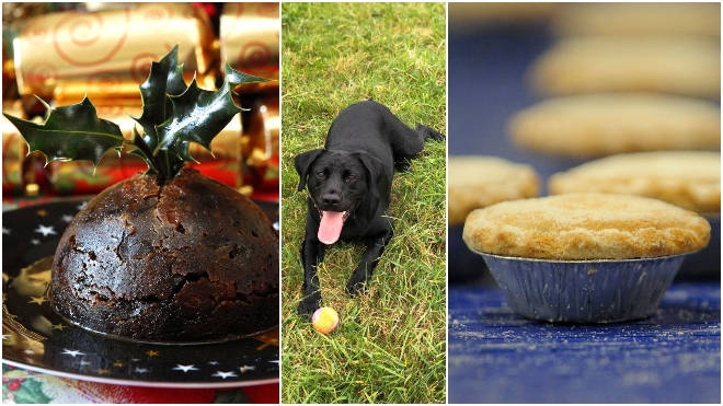Ozzie the Labrador fell ill after eating an entire Christmas pudding