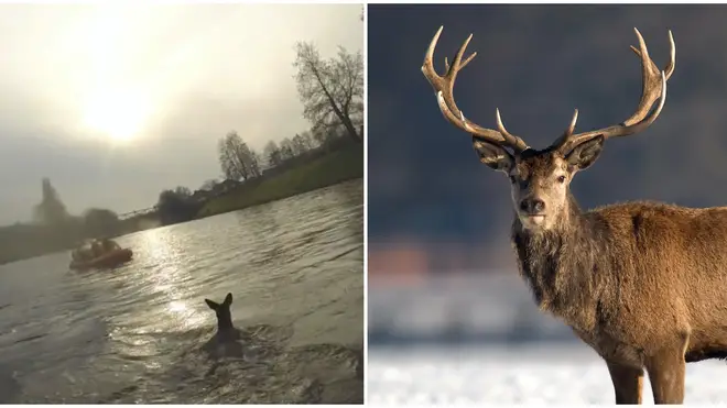The deer had become trapped on a piece of land at the side of the River Irwell