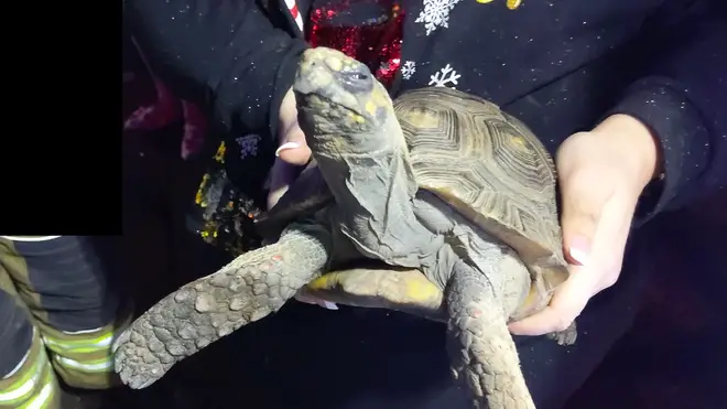 The tortoise was rescued after it started a fire in a house
