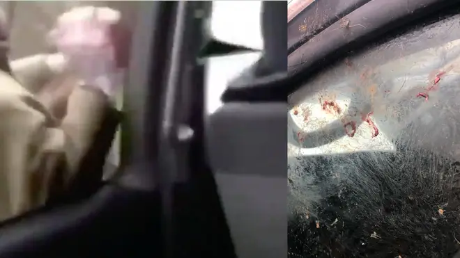 The video appears to show a dead fox being battered against the window of the vehicle