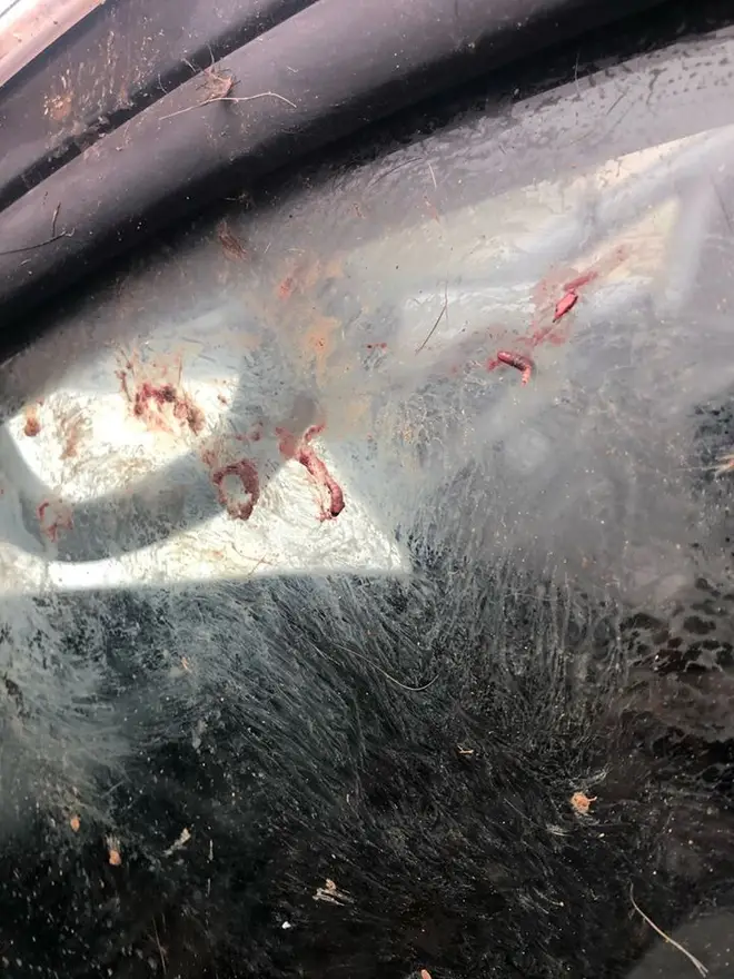 Images posted on social media showed a window covered in blood