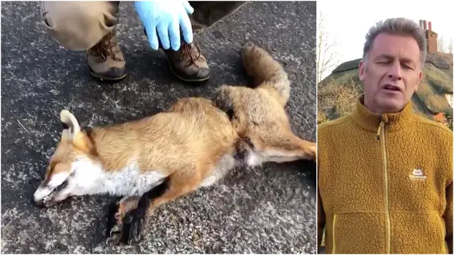 The wildlife campaigner showed the body of a dead fox