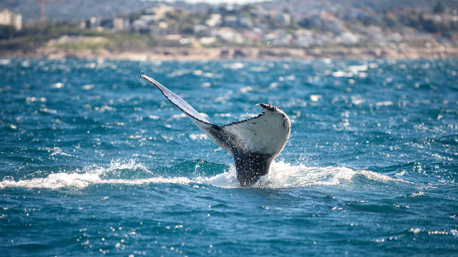 The number of humpback whales is soaring