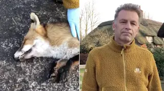 Chris Packham told Ian Payne about the dead fox protest