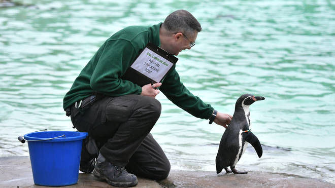 A zookeeper with a penguin at the annual stocktake