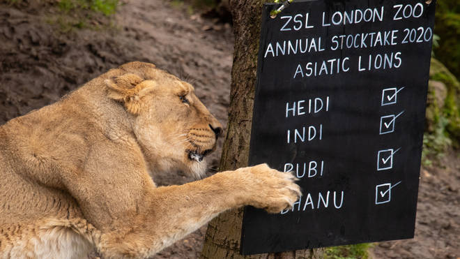 Asiatic Lion Heidi at a blackboard during the count