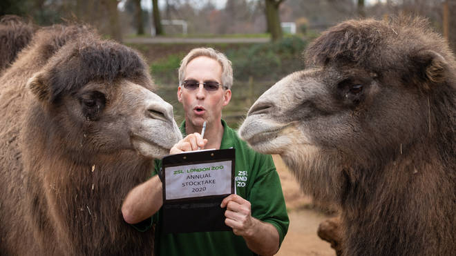 Zookeeper Mick Tiley counts Bactrian Camels at the stocktake