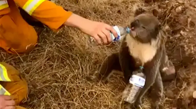Firefighters have been desperately trying to save the animals
