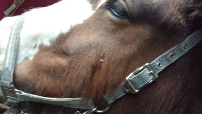 The horse was shot in the face