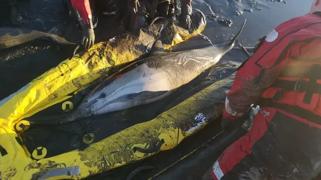 The dolphins were rescued from mud in the Thames Estuary