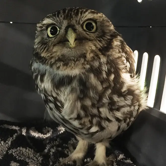It was originally thought the little owl was injured, but turned out to just be "extremely obese"
