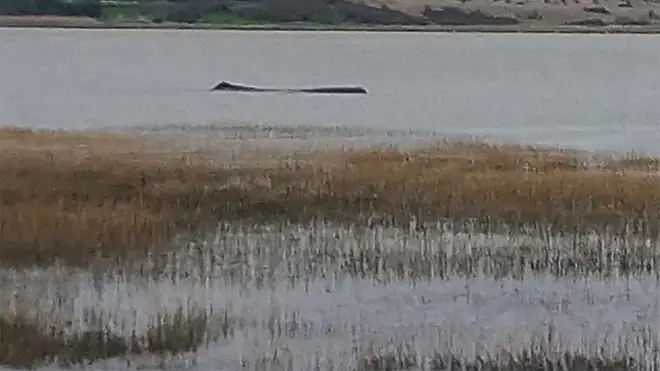 Experts spotted the large sperm whale in shallow water in the Thames Estuary