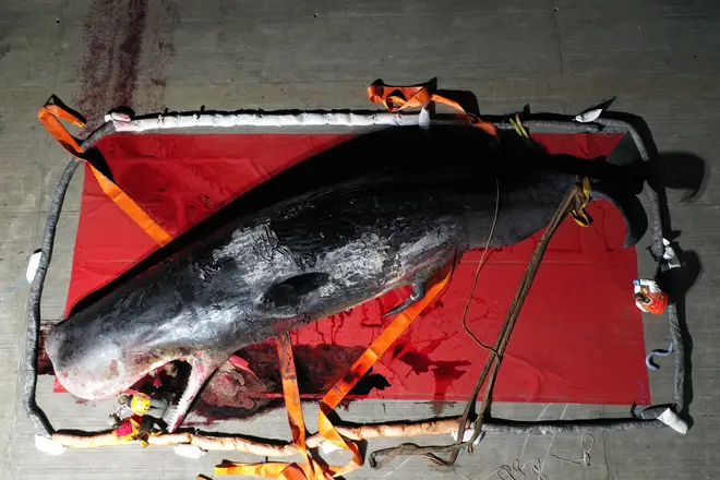 A whale who was found in the Thames Estuary has been put down by scientists