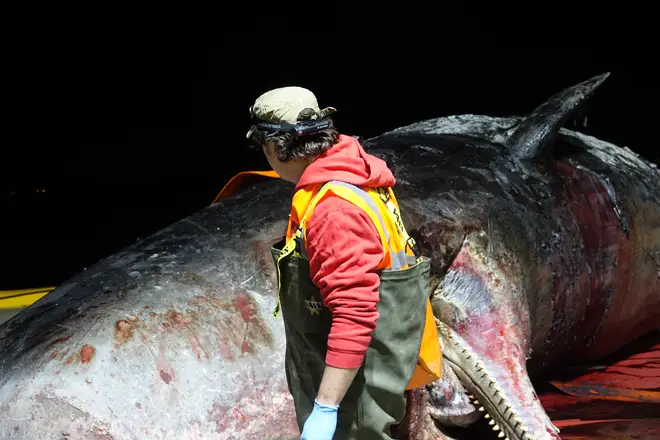 One of the team conducting the tests on the dead whale
