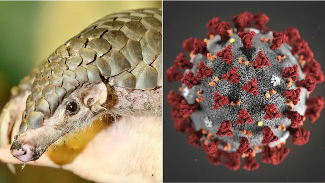 The study says pangolin may be an intermediary host