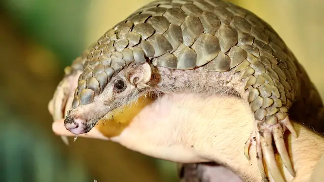 Pangolin are scaly, nocturnal mammals
