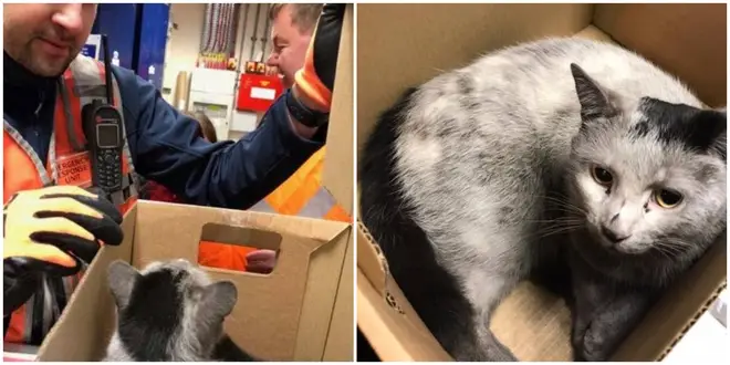 Blitz the cat had a lucky escape after sneaking into a London Underground tunnel