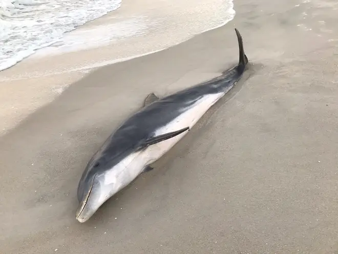 This dolphin was found with a bullet inside its body