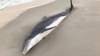 Dead dolphin