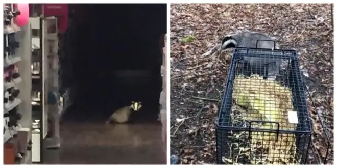 The badger has been safely rescued