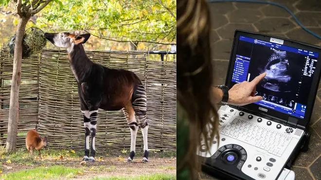 ZSL London Zoo reveals incredible ultrasound footage of pregnant okapi