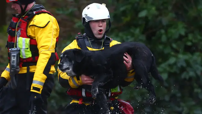 One rescuers makes sure a Labrador gets out of the floodwater safely