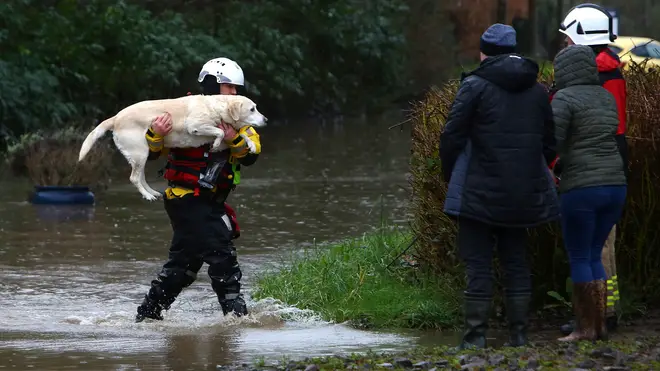 One rescuers makes sure a Labrador gets out of the floodwater safely