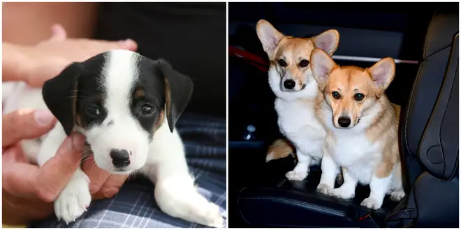 Jack Russell terriers and Corgis have seen a surge in popularity