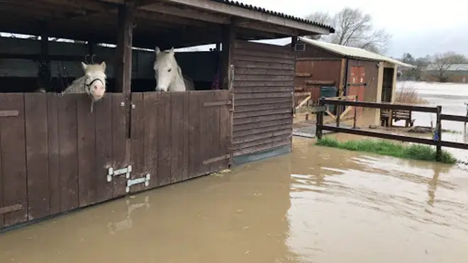 Horses has to be rescued after being trapped by floodwater