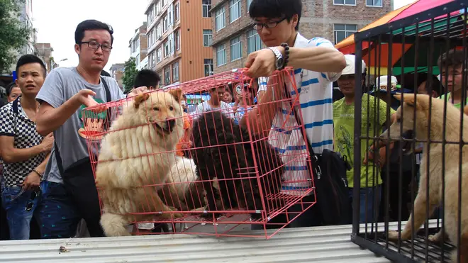 Shenzhen's government has proposed a ban on dog and cat meat