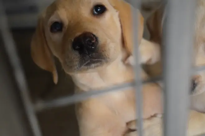 The minister warned against puppy farms
