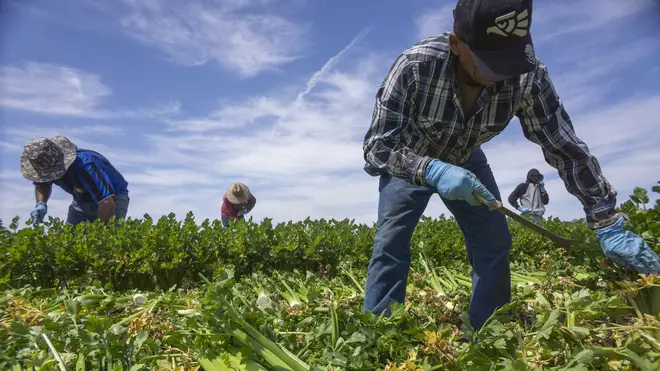 Farm workers are one of the categories people believe are skilled labour