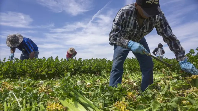 Farm workers are one of the categories people believe are skilled labour
