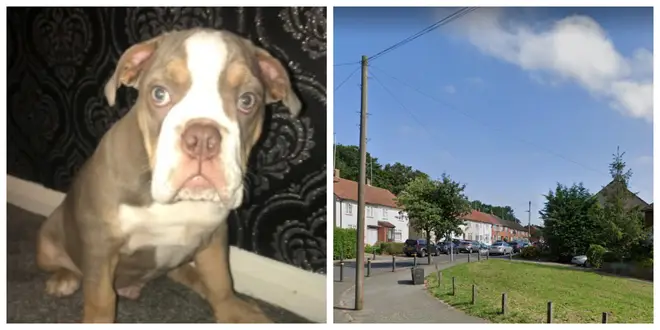 Spot the puppy was stolen in Orpington