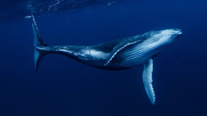 whale